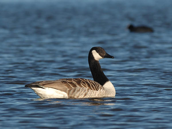 Kanadanhanhi, Canada Goose, Branta canadensis